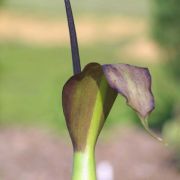 Image of Arum dioscoridis  Sm. in Sibthorp & Smith.