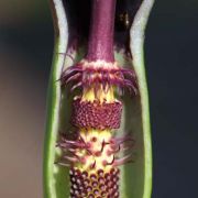 Image of Arum dioscoridis  Sm. in Sibthorp & Smith.