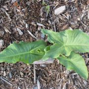 Image of Arum dioscoridis  Sm. in Sibthorp & Smith.