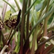 Image of Arum dioscoridis var. cypricum (Schott) Engl..