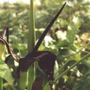 Image of Arum dioscoridis  Sm. in Sibthorp & Smith.