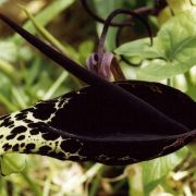 Image of Arum dioscoridis  Sm. in Sibthorp & Smith.