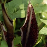 Image of Arum dioscoridis var. philistaeum (Kostchy ex Schott) Engl..