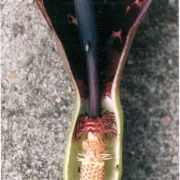 Image of Arum dioscoridis  Sm. in Sibthorp & Smith.