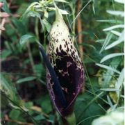 Image of Arum dioscoridis  Sm. in Sibthorp & Smith.