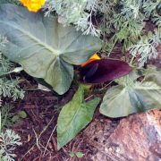 Image of Arum dioscoridis  Sm. in Sibthorp & Smith.