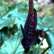 Image of Arum dioscoridis  Sm. in Sibthorp & Smith.