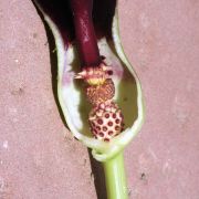 Image of Arum dioscoridis  Sm. in Sibthorp & Smith.