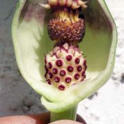 Image of Arum dioscoridis  Sm. in Sibthorp & Smith.