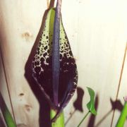 Image of Arum dioscoridis  Sm. in Sibthorp & Smith.