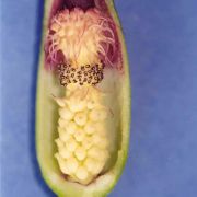 Image of Arum dioscoridis var. syriacum (Bl.) Engl..