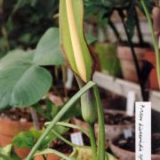 Image of Arum dioscoridis var. syriacum (Bl.) Engl..