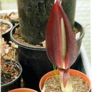 Image of Arum elongatum  Steven.