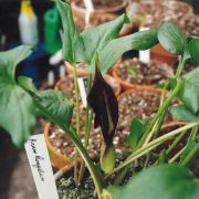 Image of Arum elongatum  Steven.