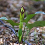 Image of Arum euxinum  R.R. Mill.