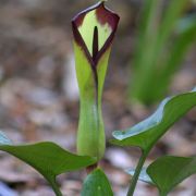 Image of Arum euxinum  R.R. Mill.