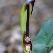 Image of Arum euxinum  R.R. Mill.