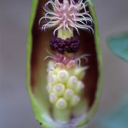 Image of Arum euxinum  R.R. Mill.