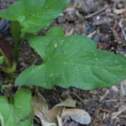 Image of Arum gratum  Schott.