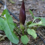 Image of Arum gratum  Schott.