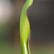 Image of Arum hygrophilum  Boiss..