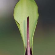 Image of Arum hygrophilum  Boiss..