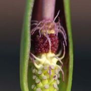 Image of Arum hygrophilum  Boiss..