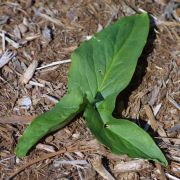 Image of Arum hygrophilum  Boiss..