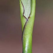 Image of Arum hygrophilum  Boiss..