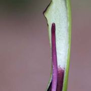 Image of Arum hygrophilum  Boiss..