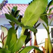 Image of Arum hygrophilum  Boiss..