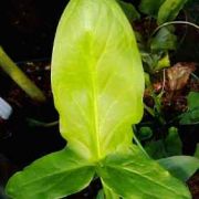 Image of Arum hygrophilum  Boiss..