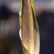 Image of Arum idaeum  Coust. & Gandoger.