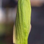 Image of Arum idaeum  Coust. & Gandoger.