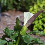 Image of Arum idaeum  Coust. & Gandoger.