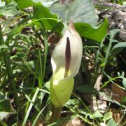 Image of Arum idaeum  Coust. & Gandoger.