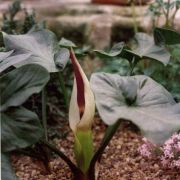 Image of Arum idaeum  Coust. & Gandoger.