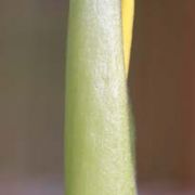 Image of Arum italicum ssp. albispathum (Steven ex Ledeb.) Prime.