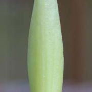 Image of Arum italicum ssp. albispathum (Steven ex Ledeb.) Prime.