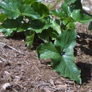 Image of Arum italicum  Miller.