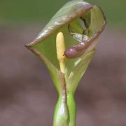 Image of Arum italicum  Miller.