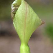 Image of Arum italicum  Miller.