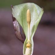 Image of Arum italicum  Miller.