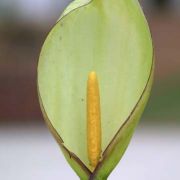 Image of Arum italicum  Miller.