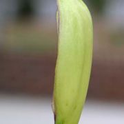 Image of Arum italicum  Miller.