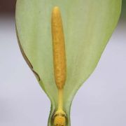 Image of Arum italicum  Miller.