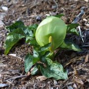 Image of Arum italicum  Miller.