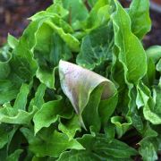 Image of Arum italicum  Miller.