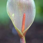 Image of Arum italicum  Miller.