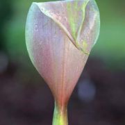 Image of Arum italicum  Miller.